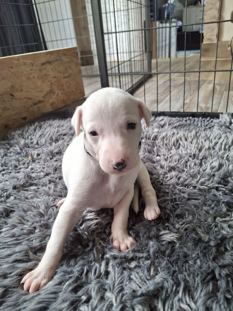 Whippet Welpen von Whippet Liebhabern