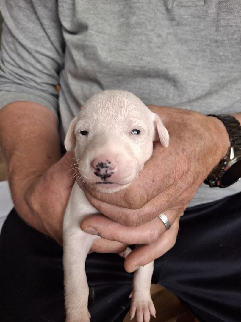 Whippet Welpen von Whippet Liebhabern