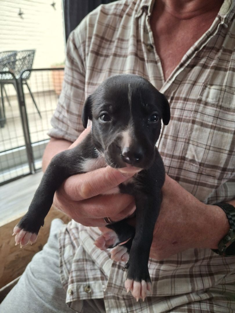 Whippet Welpen von Whippet Liebhabern