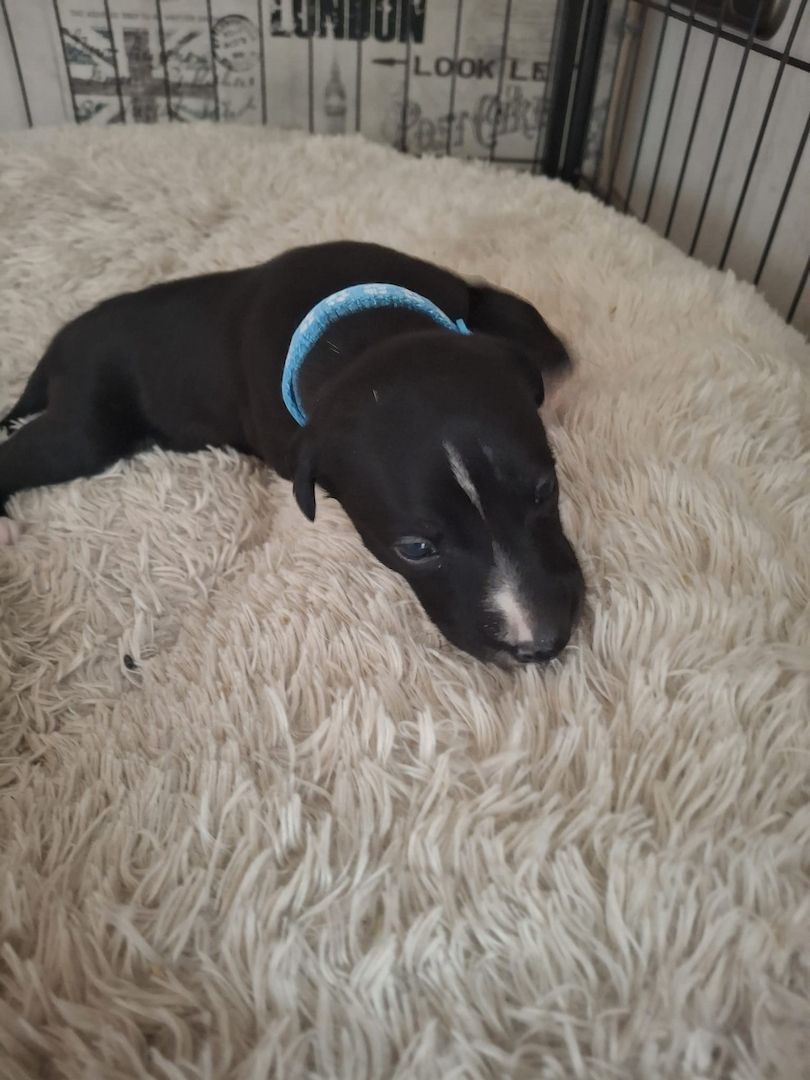 Whippet Welpen von Whippet Liebhabern