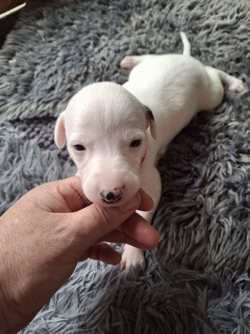 Whippet Welpen von Whippet Liebhabern