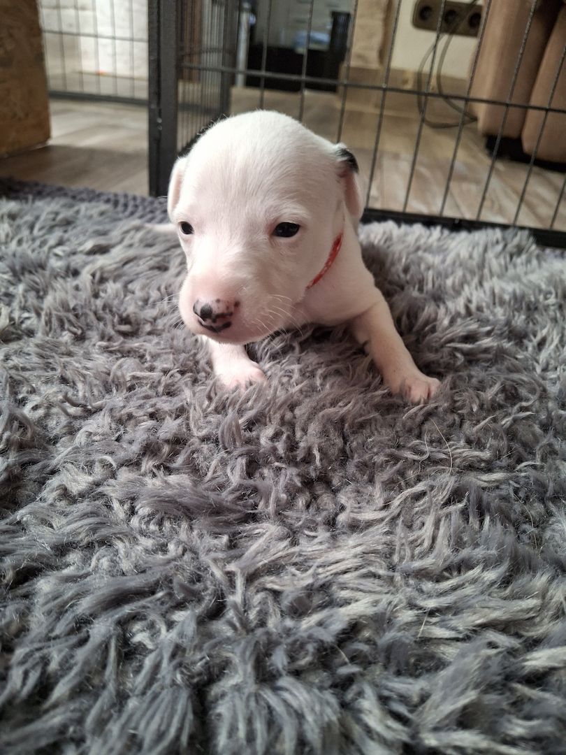 Whippet Welpen von Whippet Liebhabern