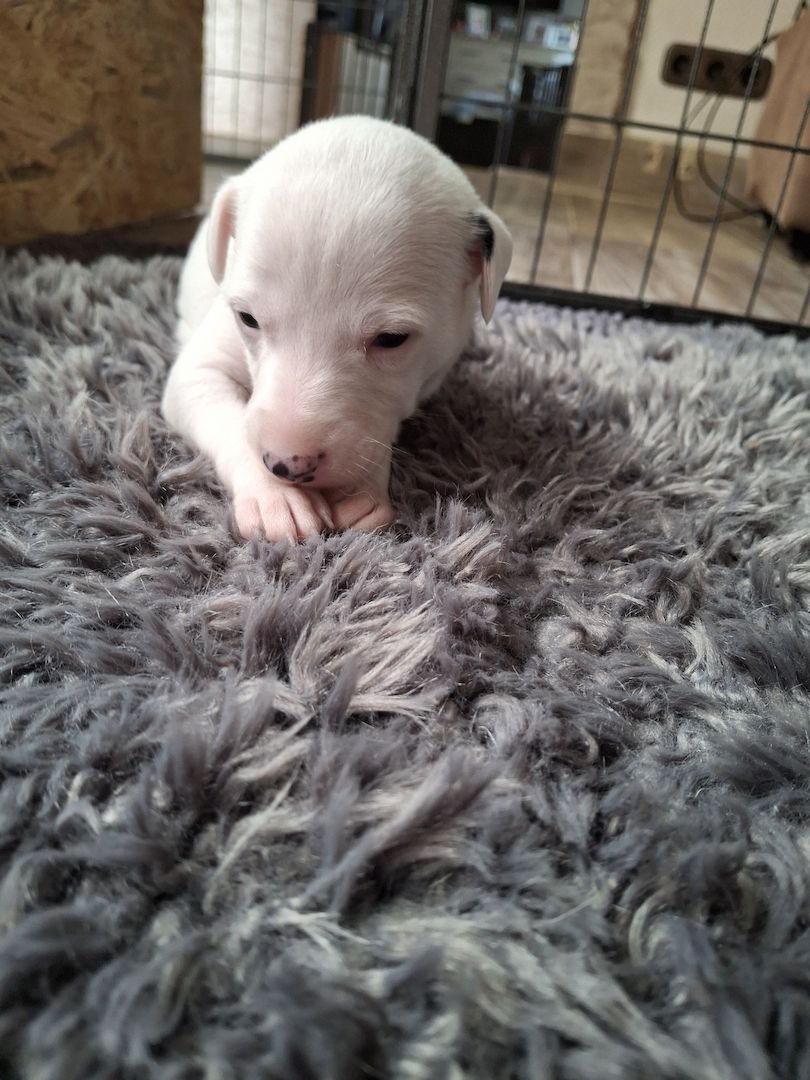 Whippet Welpen von Whippet Liebhabern