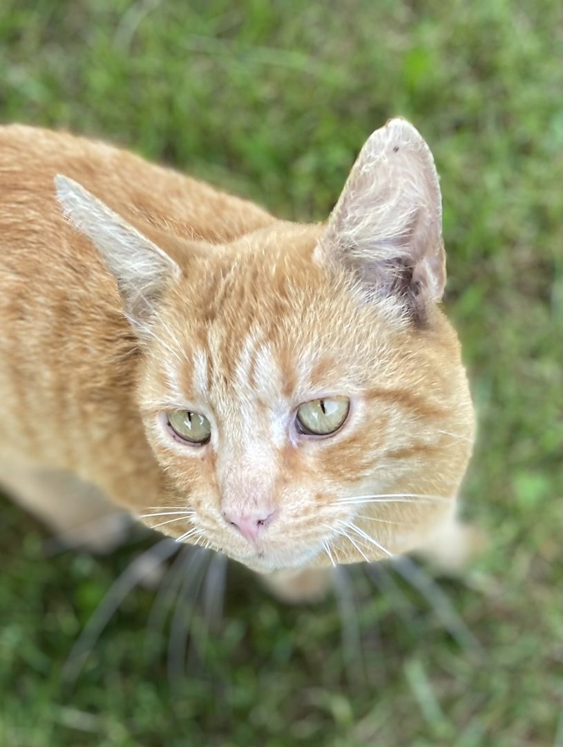 Taiga sucht ein Zuhause Taiga sucht ein Zuhause