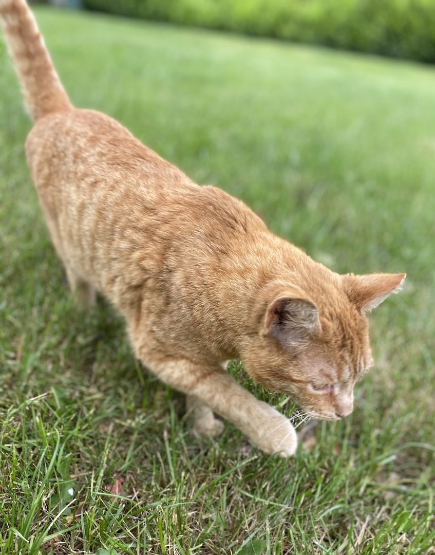 Taiga sucht ein Zuhause Taiga sucht ein Zuhause