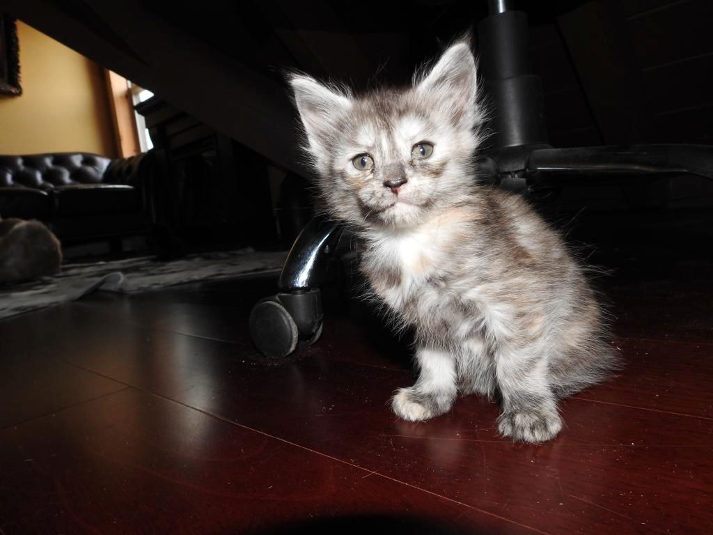 Maine-Coon-Kätzchen zu verkaufen