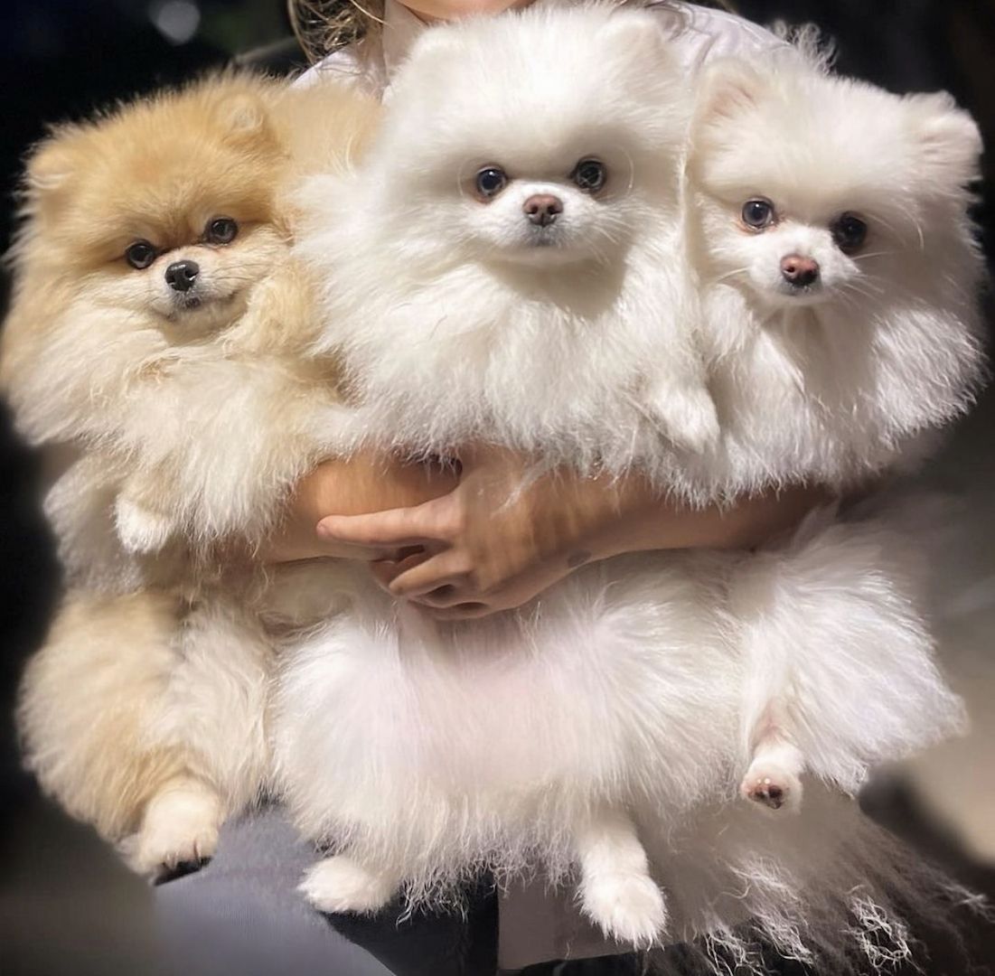 Wunderschöne Zweispitz Pommersche Welpen