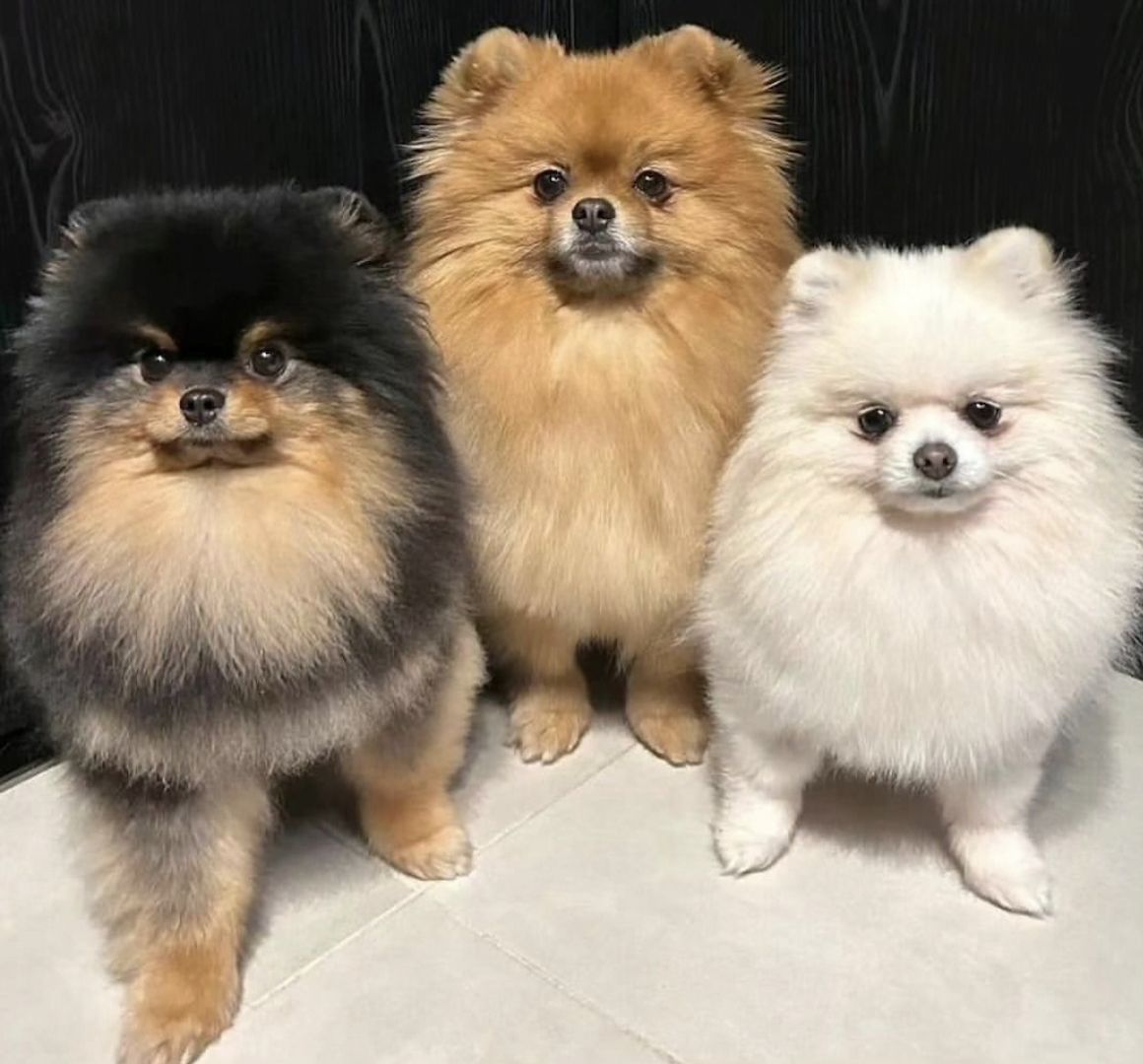 Wunderschöne Zweispitz Pommersche Welpen