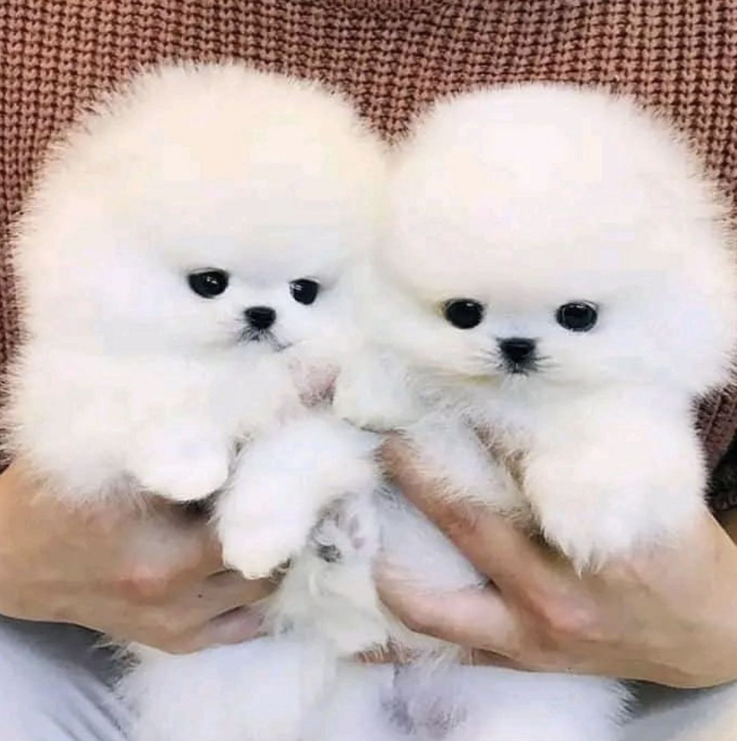 Wunderschöne Zweispitz Pommersche Welpen