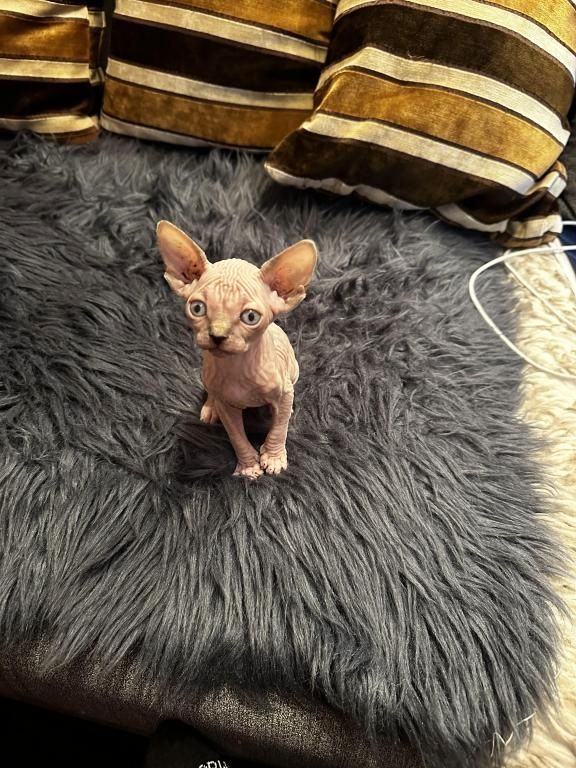 Sphynx-Kätzchen zu verkaufen