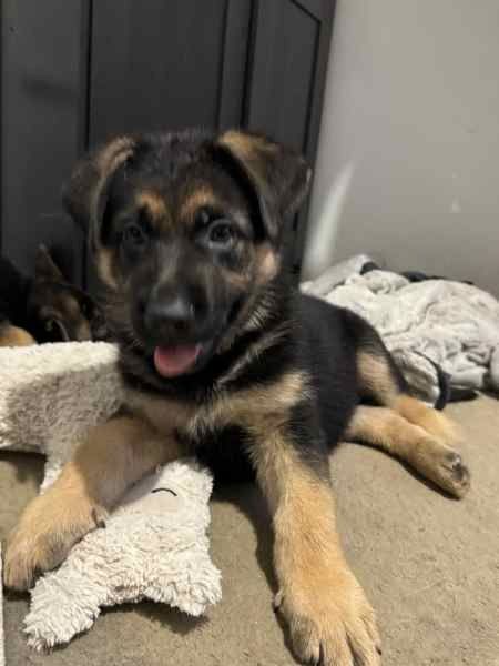 Hochwertige Deutsche Schäferhundwelpen zu verkaufen