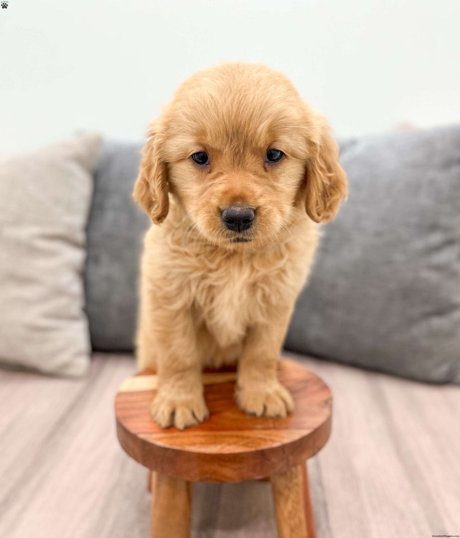 Golden Retriever-Welpen suchen ein liebevolles Zuhause.