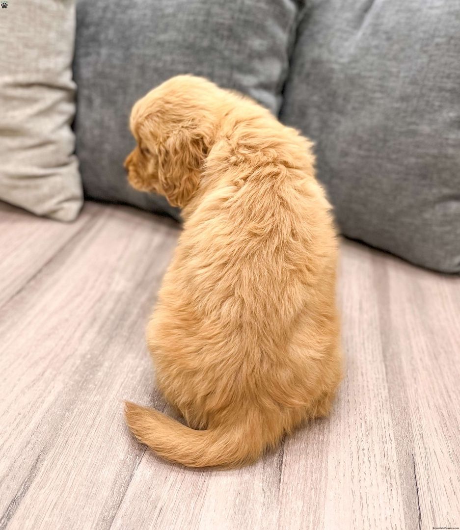 Golden Retriever-Welpen suchen ein liebevolles Zuhause.