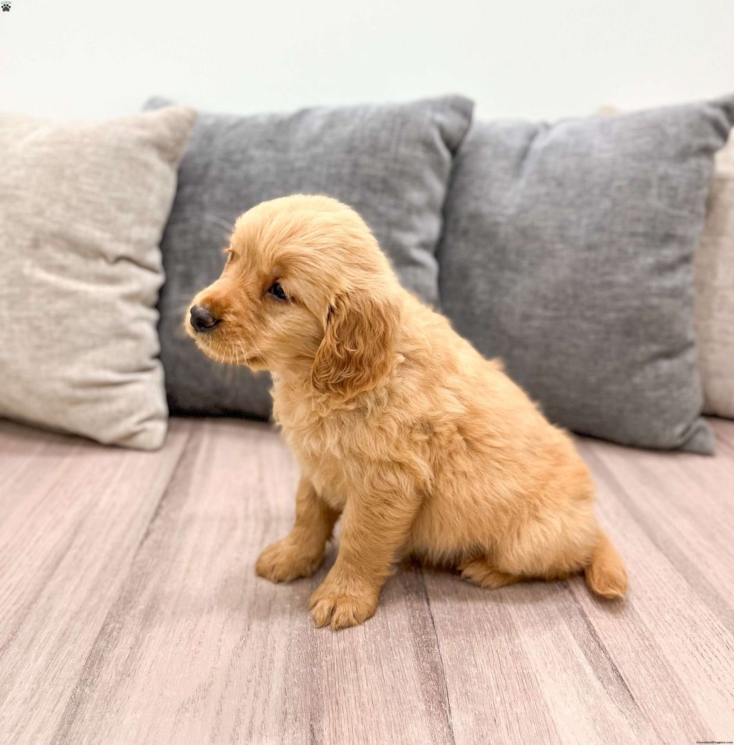 Golden Retriever-Welpen suchen ein liebevolles Zuhause.