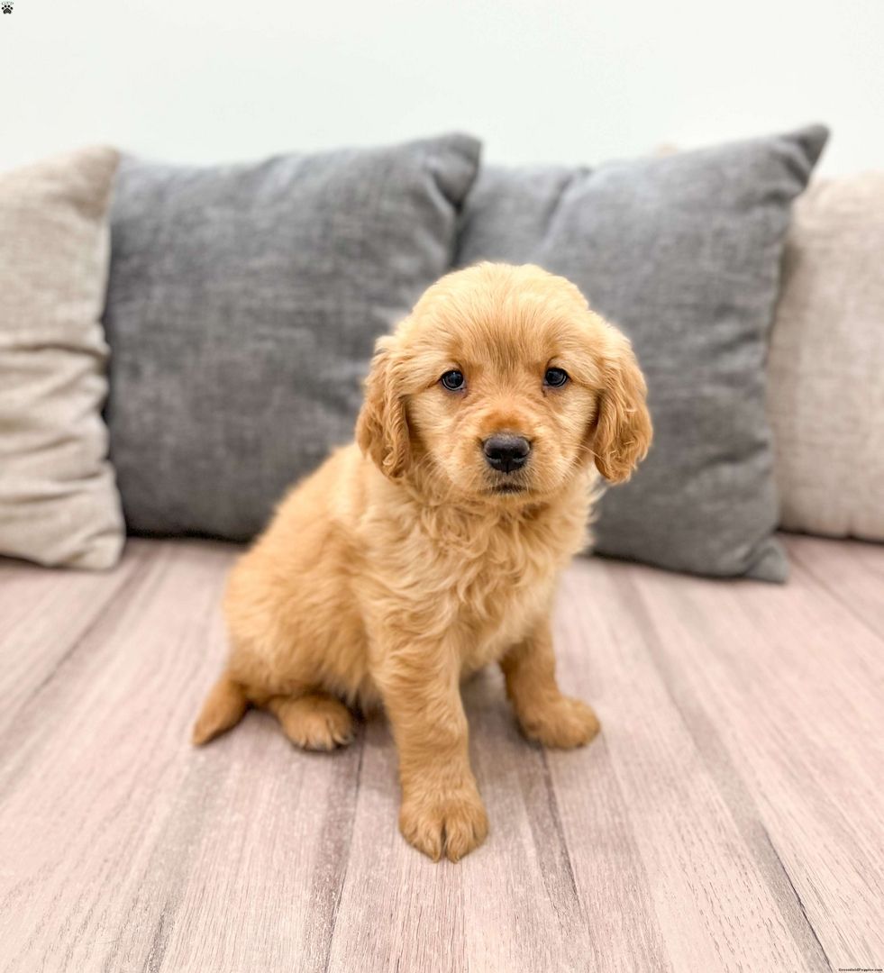 Golden Retriever-Welpen suchen ein liebevolles Zuhause.