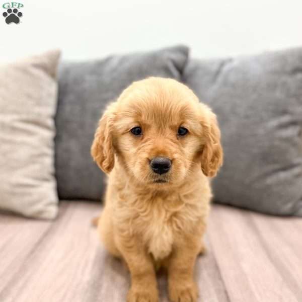 Golden Retriever-Welpen suchen ein liebevolles Zuhause.