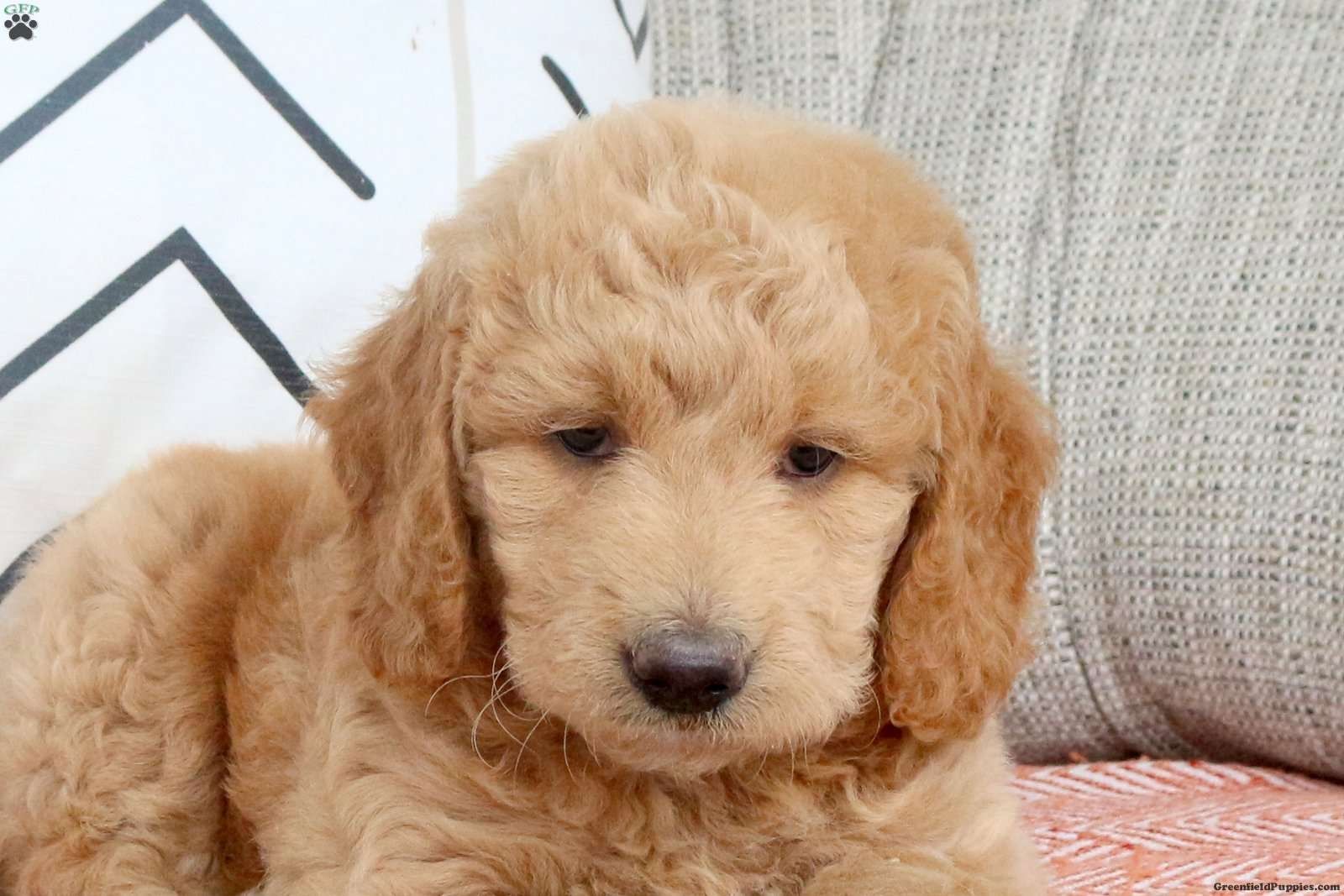Miniatur-Goldendoodle-Welpe
