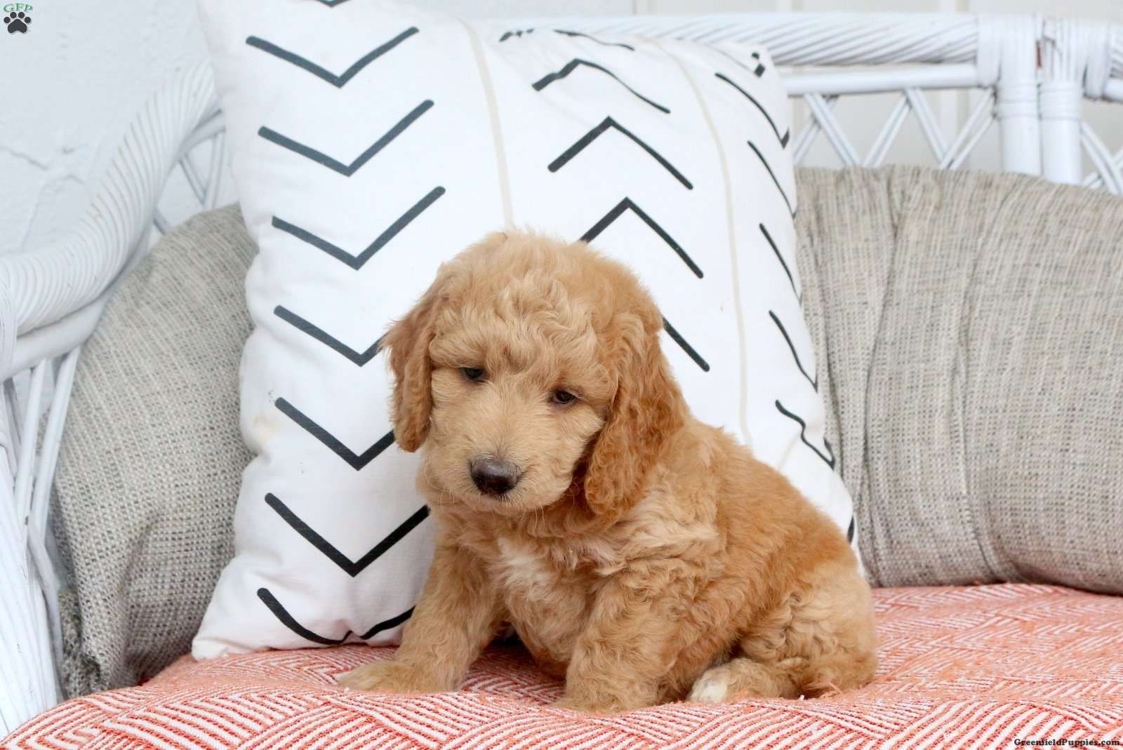 Miniatur-Goldendoodle-Welpe