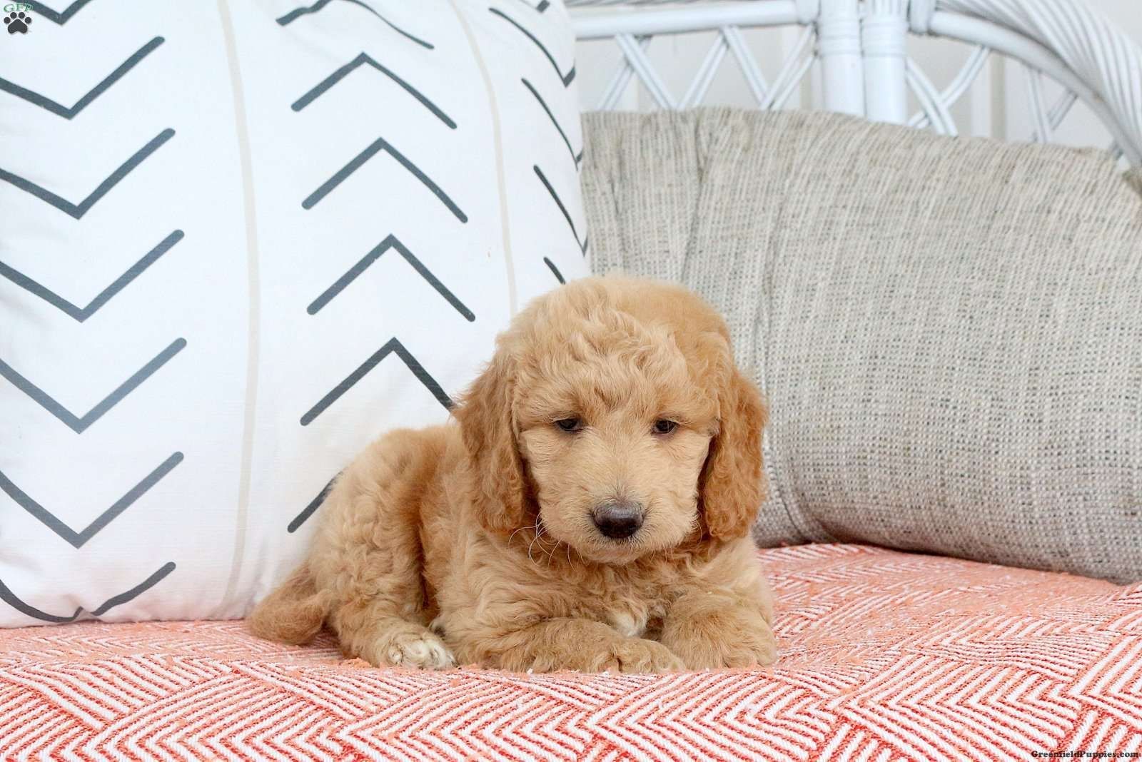 Miniatur-Goldendoodle-Welpe