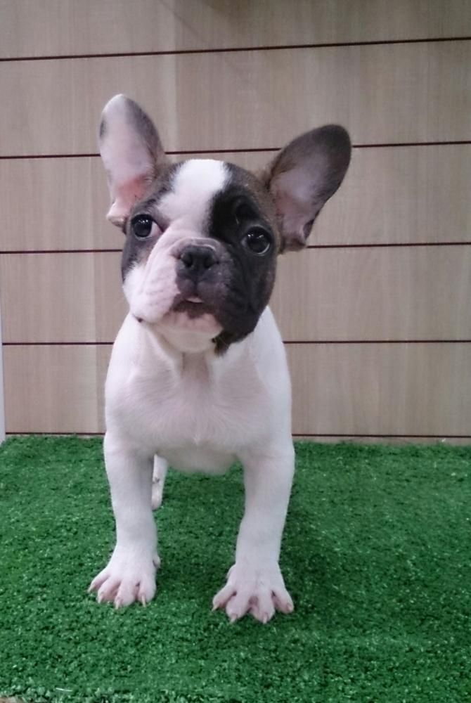 Zweifarbiger französischer Bulldoggenrüde