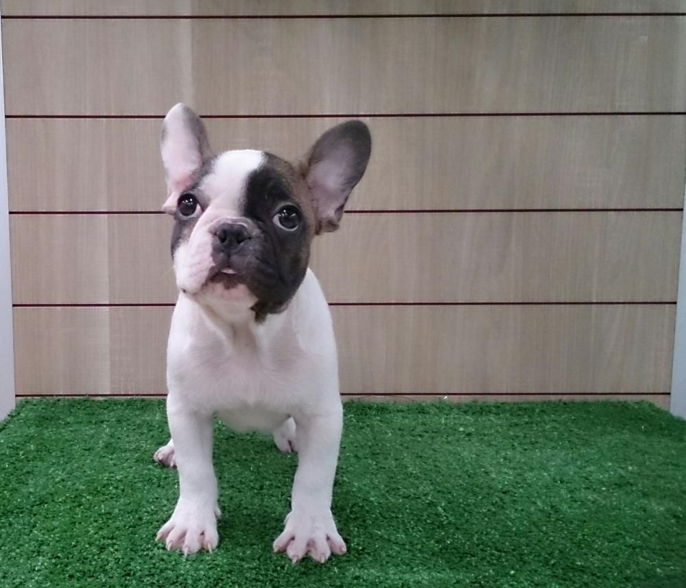 Zweifarbiger französischer Bulldoggenrüde