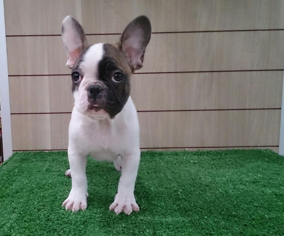 Zweifarbiger französischer Bulldoggenrüde