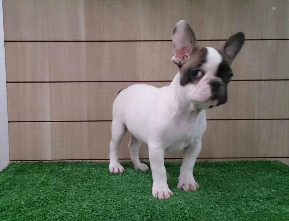 Zweifarbiger französischer Bulldoggenrüde