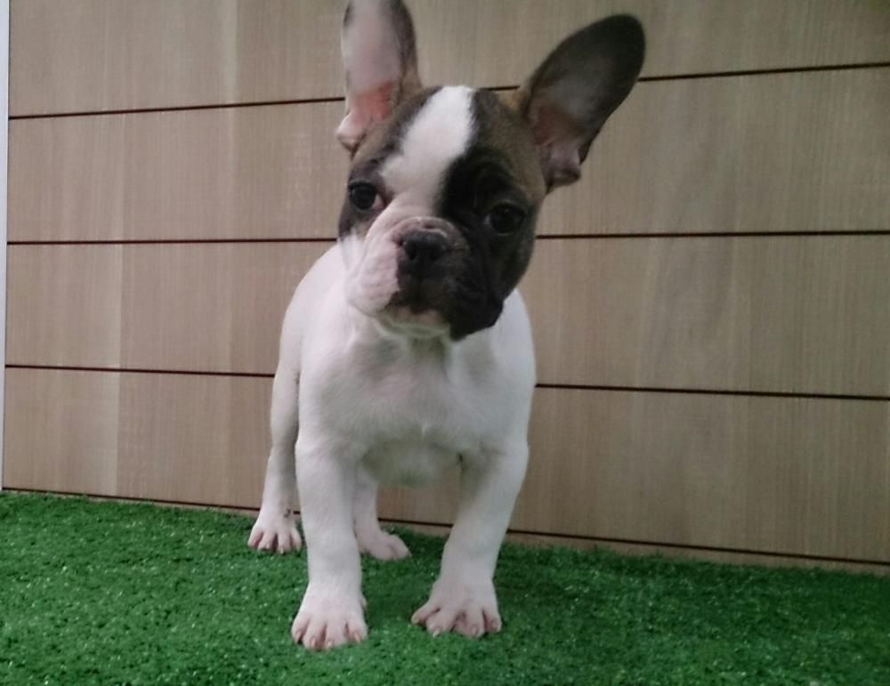 Zweifarbiger französischer Bulldoggenrüde