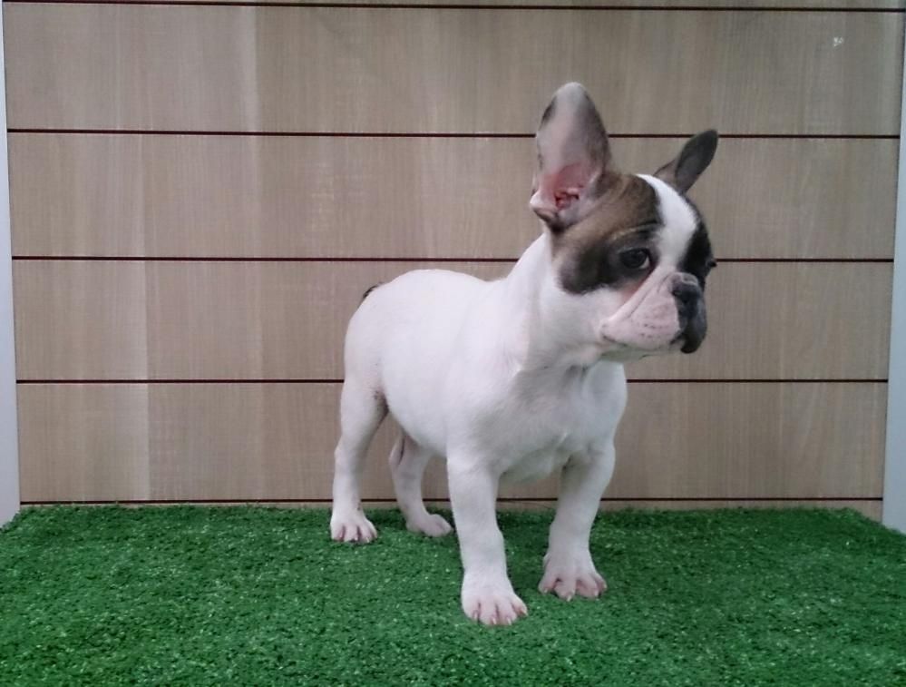 Zweifarbiger französischer Bulldoggenrüde