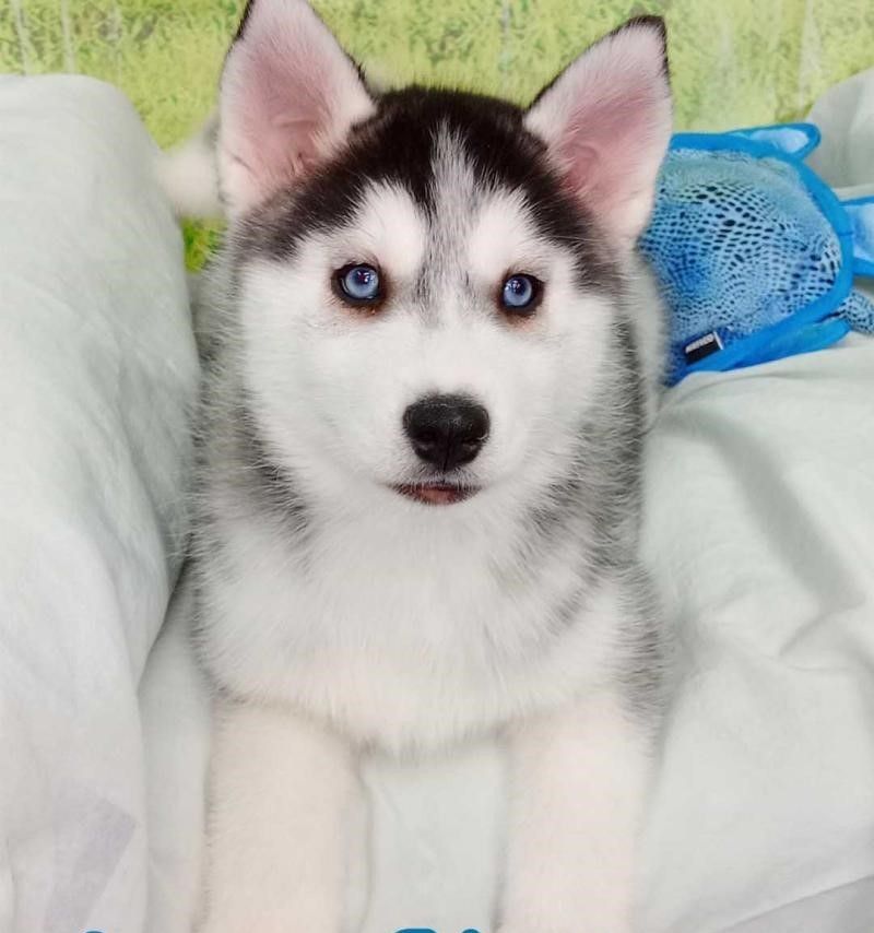 Wunderschöne Siberian Husky-Hündin, bereit für ein gutes Zuhause.