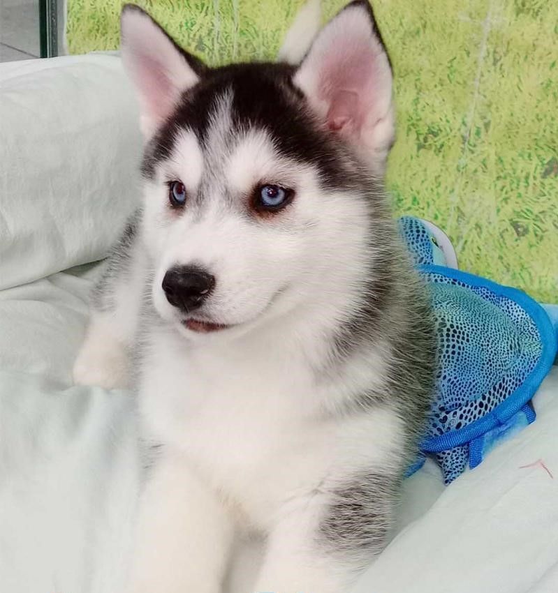 Wunderschöne Siberian Husky-Hündin, bereit für ein gutes Zuhause.