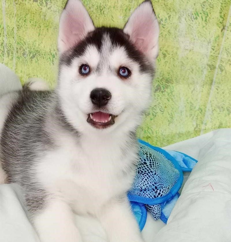 Wunderschöne Siberian Husky-Hündin, bereit für ein gutes Zuhause.