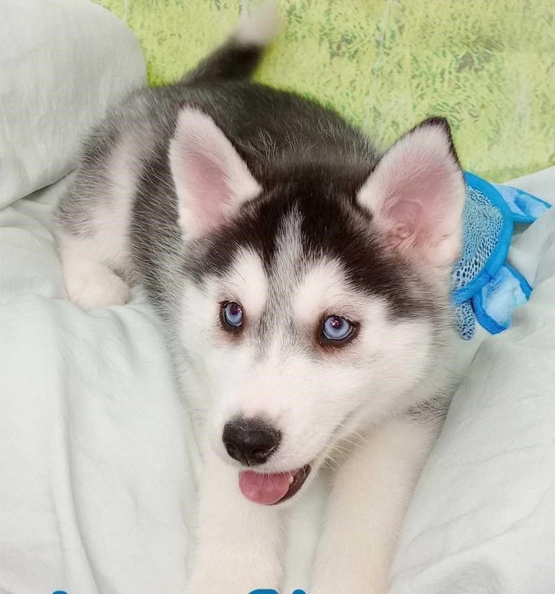 Wunderschöne Siberian Husky-Hündin, bereit für ein gutes Zuhause.