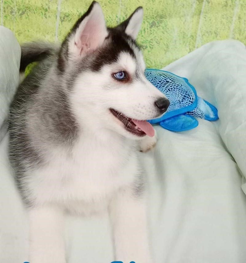 Wunderschöne Siberian Husky-Hündin, bereit für ein gutes Zuhause.