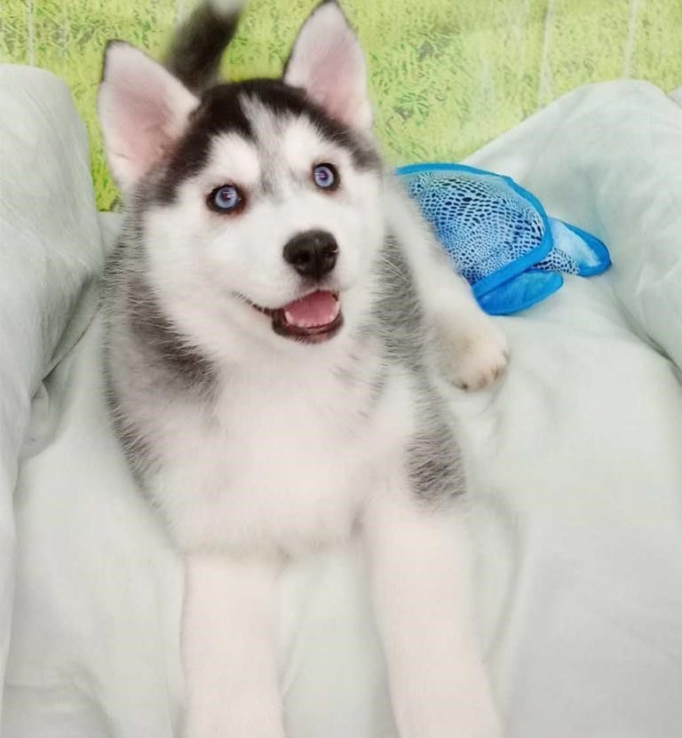Wunderschöne Siberian Husky-Hündin, bereit für ein gutes Zuhause.