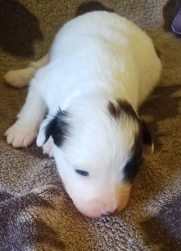 Papillon Welpe Krnzoz