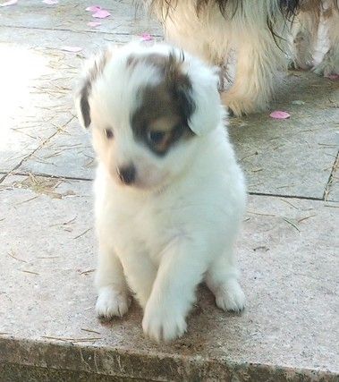 Papillon Welpe Krnzoz