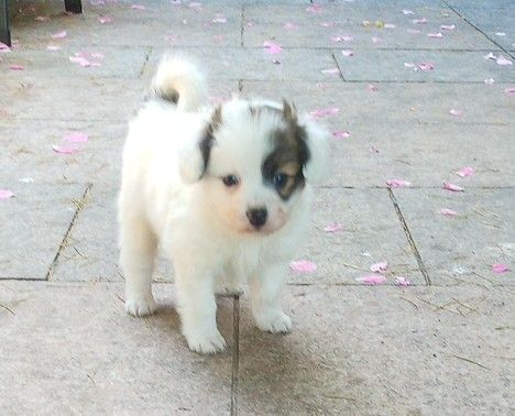 Papillon Welpe Krnzoz