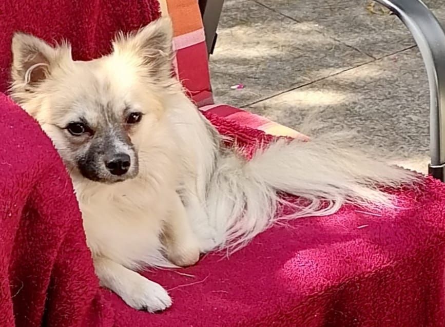 Papillon Welpe Krnzoz