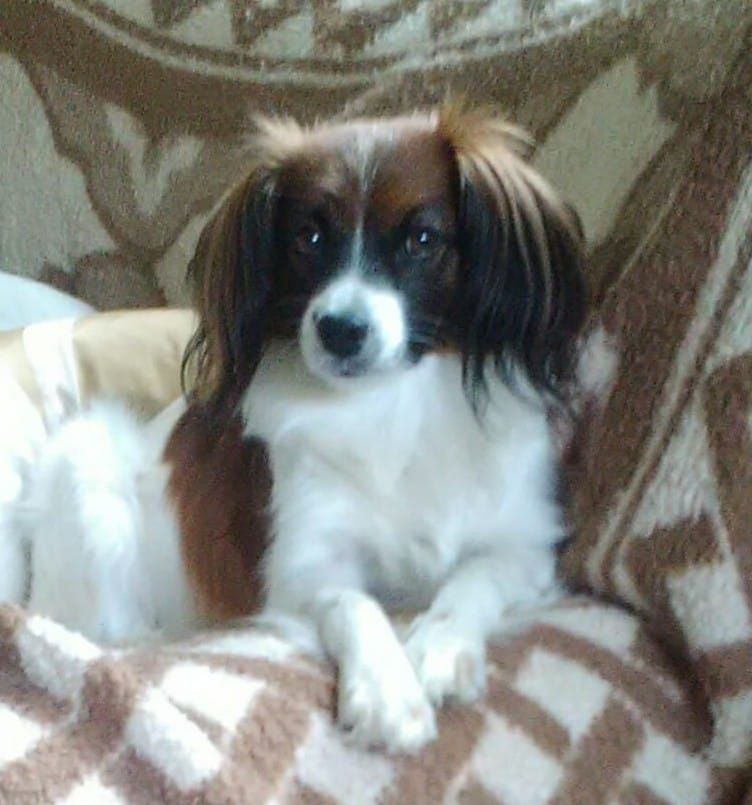 Papillon Welpe Krnzoz