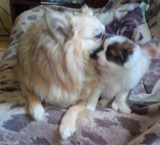 Papillon Welpe Krnzoz