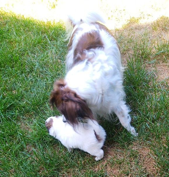 Papillon Welpe Krnzoz