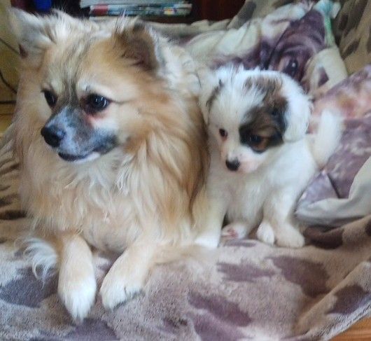 Papillon Welpe Krnzoz