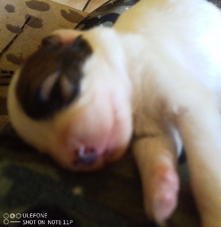 Papillon Welpe Krnzoz