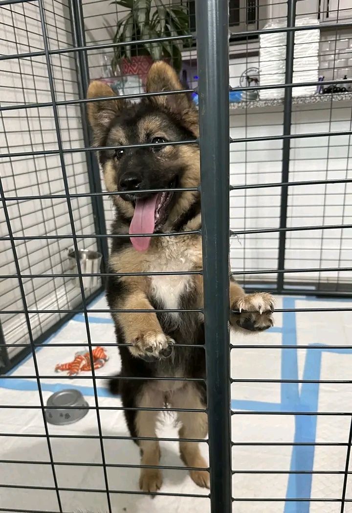 Deutscher Schäferhund