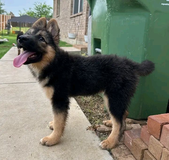 Deutscher Schäferhund