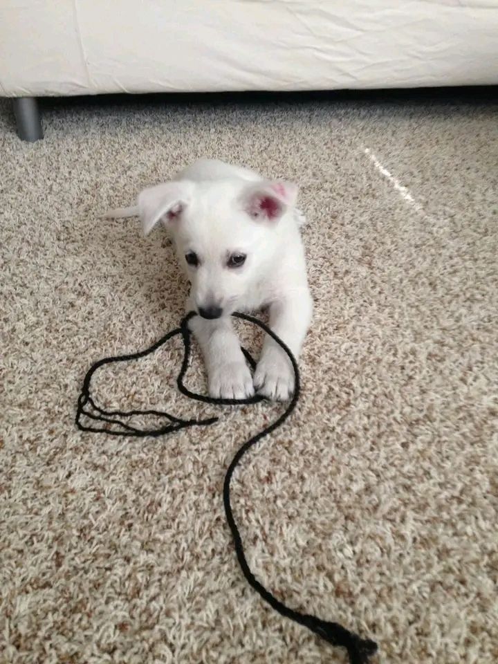 Deutscher Schäferhund