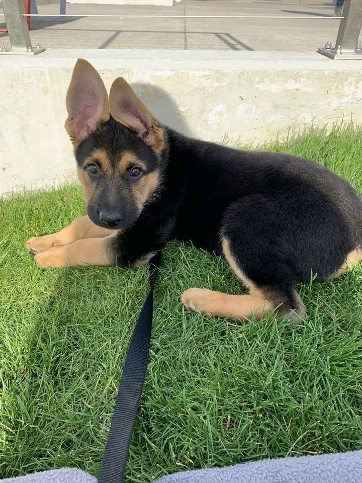 Deutscher Schäferhund