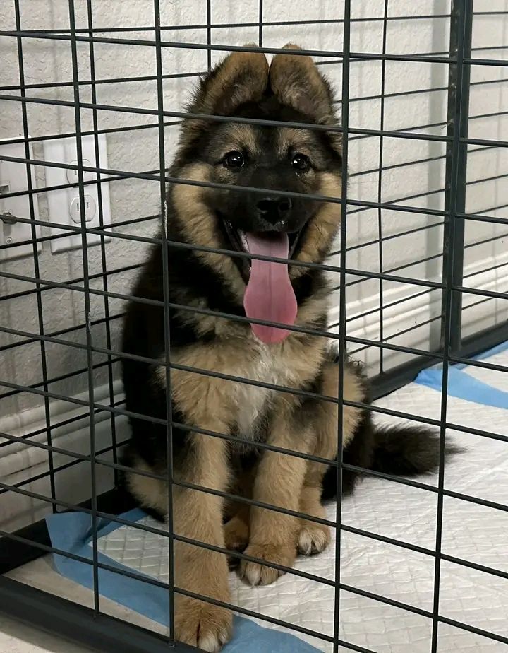 Deutscher Schäferhund