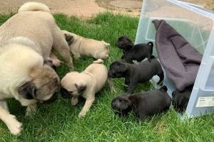 Erhältlich Mini Mops Welpen Beige und schwarz 